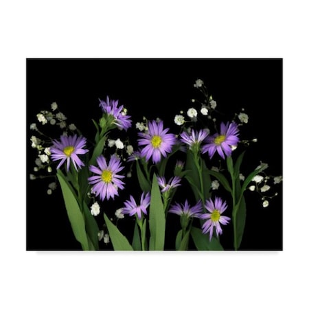 Susan S. Barmon 'Asters And Babys Breath' Canvas Art,35x47